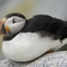 puffin_atlantic_msi_h_0692_can0510.jpg
